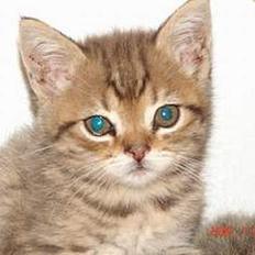 Blanding af racer LONDON