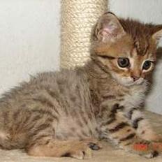 Blanding af racer LONDON