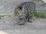 Huskat Stribe - Stribe <3 27-4-07