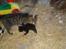 Huskat Stribe - Stribe & Black Jack (hendes ene killing) og sortes hoved kan man lige se.