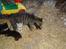 Huskat Stribe - Stribe & hendes killinger
