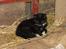 Huskat Chazer RIP