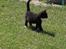 Huskat Chazer RIP