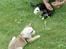 Huskat Toffie fie