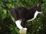 Huskat Toffie fie