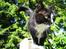 Huskat Toffie fie