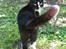 Huskat Toffie fie