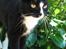 Huskat Toffie fie