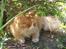 Maine Coon Lucas