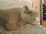 British Shorthair Speedy [DØD d.20/5-07] <3 - Godnat børge .