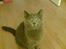 British Shorthair Speedy [DØD d.20/5-07] <3 - Jeg kan sitte .