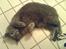 British Shorthair Speedy [DØD d.20/5-07] <3 - På toiletet .