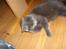 British Shorthair Speedy [DØD d.20/5-07] <3 - <´3