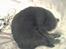 British Shorthair Speedy [DØD d.20/5-07] <3 - På hovedt .