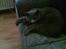 British Shorthair Speedy [DØD d.20/5-07] <3 - Hiih .