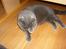British Shorthair Speedy [DØD d.20/5-07] <3 - I haven .
