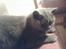 British Shorthair Speedy [DØD d.20/5-07] <3 - Her er min mor ´.