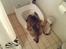 Huskat Speedy [DØD D. 4/7-07] <3 - En tur i toilettet .