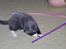 Blanding af racer katte mis