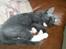 Blanding af racer katte mis - snupper mig lige en lur..