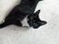 Blanding af racer katte mis