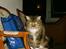 Maine Coon aviajas billie jean