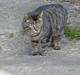 Huskat Stribe