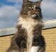 Maine Coon Udklittens Mister Kandis 