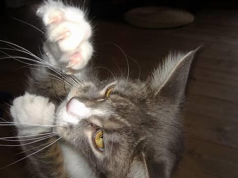 Maine Coon JOEY *død 29-07-2011* - den farlige tiger på jagt.. billede 15