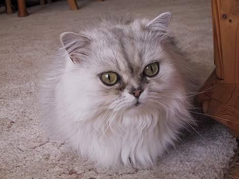 Blanding af racer Laban billede 16