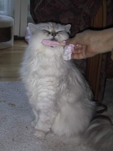 Blanding af racer Laban billede 17