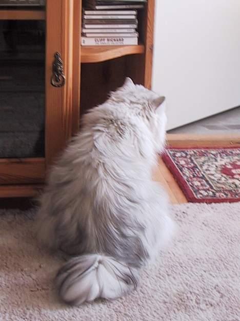 Blanding af racer Laban billede 18