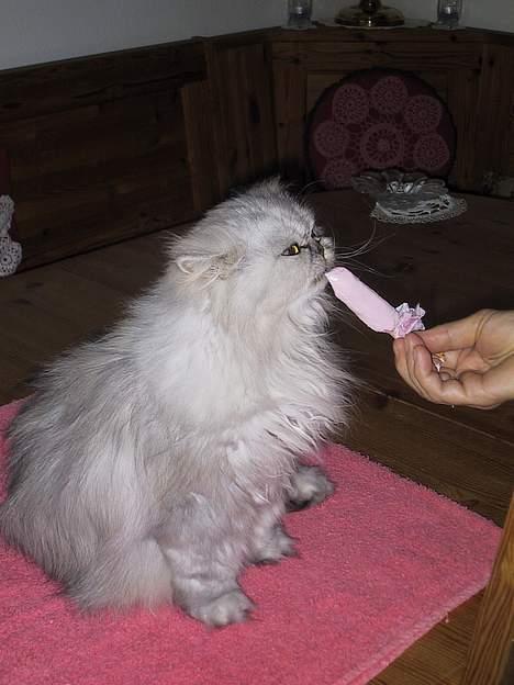 Blanding af racer Putte billede 13