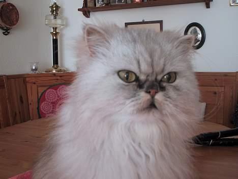 Blanding af racer Putte billede 14