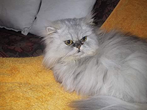 Blanding af racer Putte billede 15