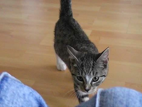 Blanding af racer Peaches billede 1