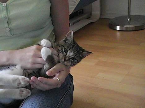 Blanding af racer Peaches billede 2