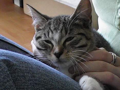 Blanding af racer Peaches billede 4