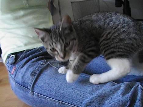 Blanding af racer Peaches billede 5