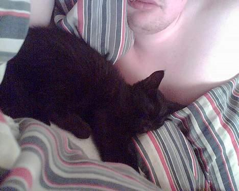 Huskat speedy billede 1