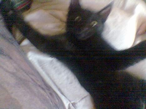 Huskat speedy billede 2