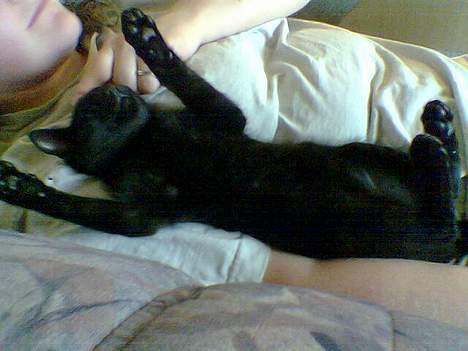 Huskat speedy billede 3