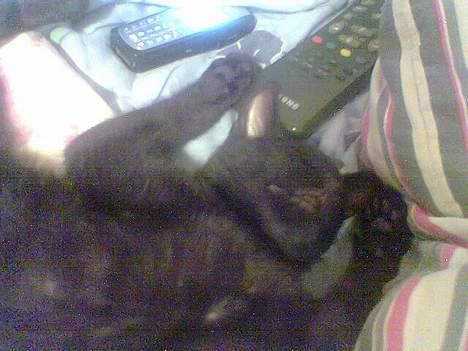 Huskat speedy billede 4