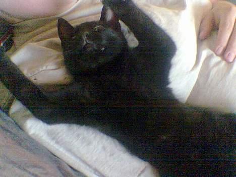 Huskat speedy billede 5