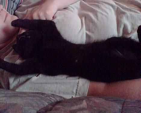 Huskat speedy billede 7