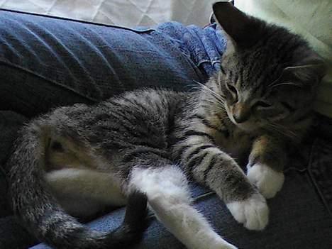 Blanding af racer Peaches billede 6