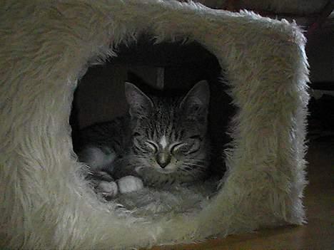 Blanding af racer Peaches billede 7