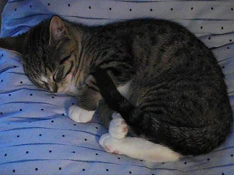 Blanding af racer Peaches billede 8