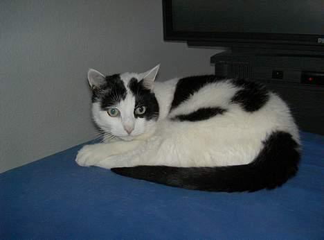 Huskat Misja billede 1