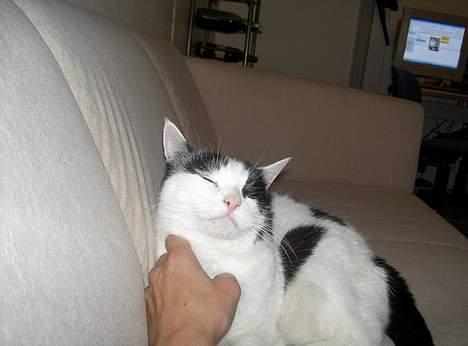 Huskat Misja - Nusse, nusse, nusse billede 2